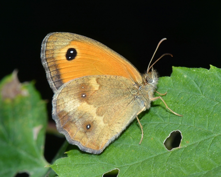 Pyronia tithonus